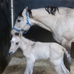 "Hatari" - out of PD Roca FIlly (Owned by Samantha Kabela)